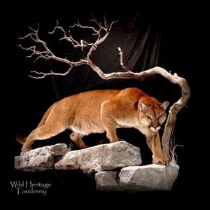 Meet your Posher, Cobi